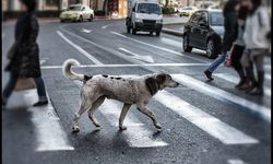 Ankara'da sopayla köpek kovalayan adam tepki çekti