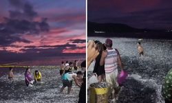 Milyonlarca sardalya balığı karaya vurdu, kovasını kapan sahile koştu!