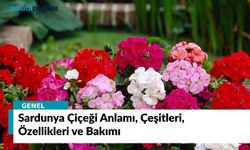 Sardunya Çiçeği Anlamı, Çeşitleri, Özellikleri ve Bakımı