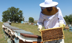 ABB duyurdu: Arıcılara fondan arı yemi desteği başlatıldı
