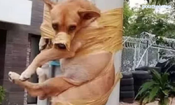 Bu kadarı da olmaz: Havlayan köpek, ağzı bantlanarak elektrik direğine bağlandı!