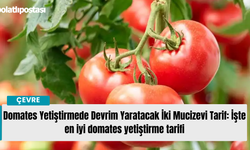 Domates Yetiştirmede Devrim Yaratacak İki Mucizevi Tarif: İşte en iyi domates yetiştirme tarifi