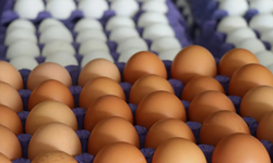 Yumurta kartonu üreticilerine 55 milyon lira ceza kesildi!