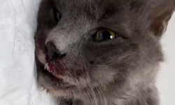 Ankara'da vahşet: Bir cani kedisinin ayaklarını kerpetenle kırdı