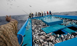 Yasa dışı ticari avcılığa darbe vuruldu: 4 ton balığa el konuldu!