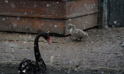 Kuğulu Park'taki yavru kuğular, kar yağışına rağmen ilgi odağı oldu