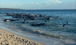 Avustralya’da balinalar kıyıya vurdu