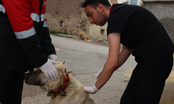 Gölbaşı Belediyesi, sokak hayvanlarına sağlık taraması yaptı