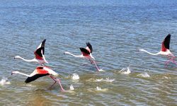 Gölbaşı'nın yeni misafirleri  flamingolar