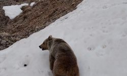 Munzur Dağları kış uykusundan uyandı! Yabani hayvanlar görüntülendi