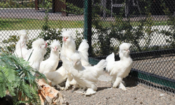 Pursaklar Belediyesi, 20 farklı türdeki 100 kanatlı hayvanı koruma altına aldı