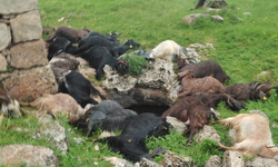 Şırnak İdil'de yıldırım düştü: 31 keçi telef oldu