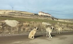 Altındağ’da başıboş köpekler bir vatandaşa saldırdı!