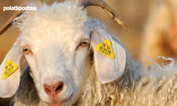 Ankara keçilerini kaçırıyor