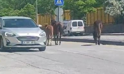 Ankara’da sahipsiz at krizi: Trafikte sürücüler zor anlar yaşadı