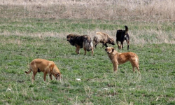 Başıboş köpek düzenlemelerinde sona gelindi: İşte detaylar