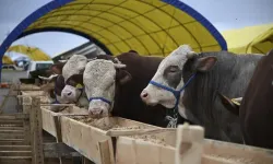 Polatlı canlı baskül kurban fiyatları (Firesiz)