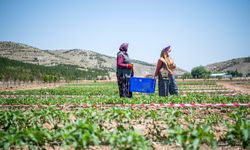 Mamak’ta tarım cenneti: ‘Ekolojik Köy’