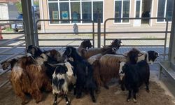 Nallıhan'da canlı hayvan pazarı kuruldu: Kurbanlıklar alıcılarını bekliyor