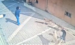 Sokak köpekleri bir kız öğrenciye saldırdı!