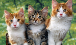 Uluslararası kedi sergisi büyük ilgi gördü: Tornado Dünya’nın en güzel kedisi seçildi