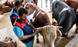 Altındağ’da kurbanlıklara sıkı kontrol