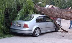 Ankara’da rüzgarın etkisiyle söğüt ağacı 4 araç üzerine devrildi