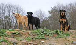 Ankara'daki hastalıklı köpekler karantinaya alındı