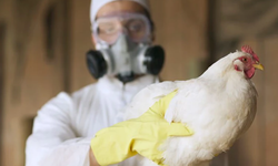 Dünya şokta! A(H5N2) kuş gribi kaynaklı ilk insan ölümü Meksika’da görüldü