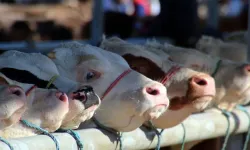 Çubuk Belediyesi duyurdu! Kurban atıkları bu noktalardan toplanacak