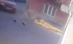 Otomobilin altında kalan yavru kediler öldü