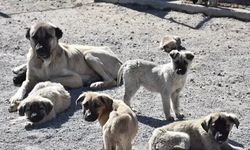 Sahipsiz sokak hayvanlarına ilişkin kanun teklifi yasalaştı!