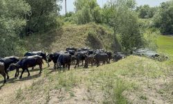 Tokat’tan Afrika belgesellerini andıran görüntüler