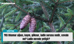 YKS Ihlamur ağacı, kayın, göknar, ladin sorusu nedir, cevabı ne? Ladin nerede yetişir?