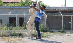 Aksaray Malaklısı dev cüssesiyle insan boyunu geçiyor