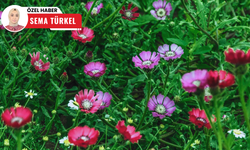 Dünya'da yalnızca Ankara'da yetişen endemik bitki: 'Sevgi çiçeği'