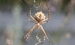 Dünyanın en zehirli örümceklerinden biri olan loblu örümcek ‘’O’’ ilde görüldü