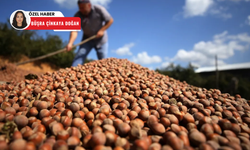 Hasat zamanı yaklaşırken fındık üreticileri endişeli