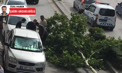 Polatlı’da Çınar ağaçları tehlike saçıyor