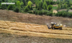 Hasat Başladı Kilosu Tam 100 Lira: Çiftçiler Bayram Edecek