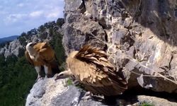 Kızıl akbaba yavrusunun uçuş öyküsü fotokapanda