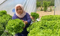 Ekolojik Köy'de topraksız tarımın ilk mahsulleri alındı