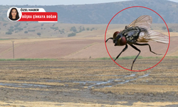 Polatlı’da ‘’sinek istilası’’ sorununun kaynağı olarak gösterilen besiciler de isyanda