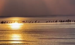 Tuz Gölü’nün yavru flamingoları kuluçkadan çıktı