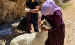 Uçurumda mahsur kalan keçi, beşinci günde kurtarıldı!