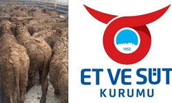 Et ve Süt Kurumu'ndan hayvan ithalatı tepkilerine yanıt