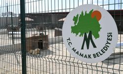 Mamak Belediyesi’nden sokak köpekleri toplanıyor iddialarına yanıt