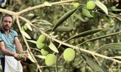 Deprem bölgesi Hatay’da hayat, zeytin hasadıyla yeniden yeşeriyor