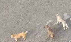 Mamak'ta sahipsiz köpekler mahalle halkını tedirgin ediyor! “Bıktık resmen”