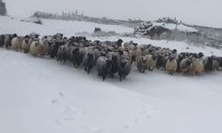 Artvin’de erken kar yağışı sürü sahiplerini vurdu!